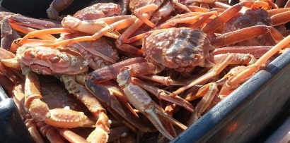 Newfoundland: Hạn ngạch cua tuyết giảm 17%