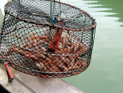 Canada cắt giảm hạn ngạch khai thác tôm nước lạnh