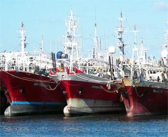 Argentina: Sản lượng mực ống khai thác đạt mức cao kỷ lục 