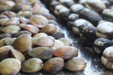 Malaysia phục hồi sản lượng nghêu 