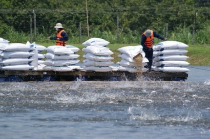 Giá cá tra cao hơn 5.000 - 6.500 đồng/kg so với năm trước