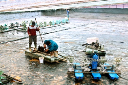 Kim Sơn (Ninh Bình): Nông dân chuẩn bị cho vụ tôm chính vụ 