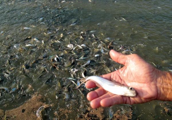 Mời tham dự Khoá tập huấn “Truy xuất nguồn gốc cho chuỗi sản xuất, cung ứng nguyên liệu thuỷ sản - Yêu cầu và giải pháp phát triển các ứng dụng"