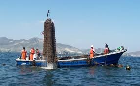 Sò điệp của công ty Acuapesca đạt chứng nhận FoS