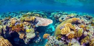 Seychelles cấm FAD để bảo vệ rạn san hô