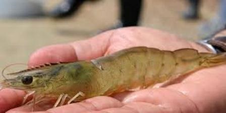 Dịch coronavirus ảnh hưởng tới đơn hàng của các nhà cung cấp tôm Mỹ Latinh