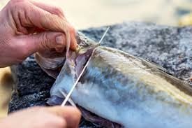 Na Uy: Xuất khẩu cá haddock tươi tăng so với cùng kỳ năm 2019