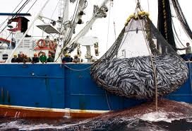 Giá cá ngừ tại thị trường EU cuối tháng 7 vẫn ổn định