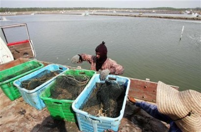 Ấn Độ: Nhu cầu tăng mạnh bù đắp cho giá tôm giảm 