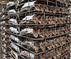 Giá cá ngừ vằn ổn định