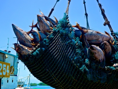 Giá cá ngừ vằn tại Bangkok và Manta hạ nhiệt