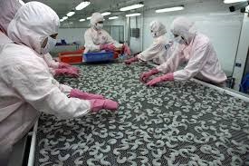 ‘Dính’ sơ chế, doanh nghiệp thủy sản có khả năng bị truy thu thuế?