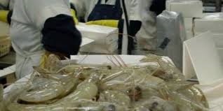 Ấn Độ và Ecuador: Giá tôm nguyên liệu tăng 