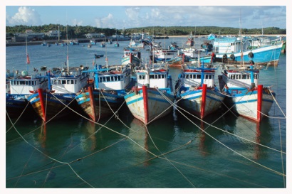Tuy Phong (Bình Thuận): Liên kết chuỗi giá trị sản phẩm thủy sản