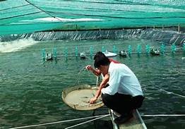 18/4/2018 - [Cần Thơ] Khóa tập huấn “Qui trình nuôi tôm không kháng sinh và Chiến lược phòng bệnh trên tôm nuôi”