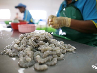 Thái Lan: Thiếu lao động cho ngành chế biến tôm 