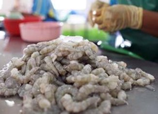 Thái Lan: Giá tôm ổn định hoặc tăng trong năm 2017