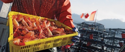 Thị trường tôm nước lạnh khá ảm đạm đầu năm 2019