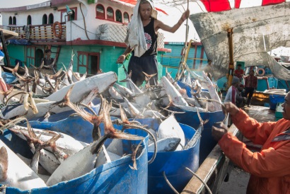USAID Oceans và IPNLF hợp tác trong việc truy xuất gốc cá ngừ Indonesia