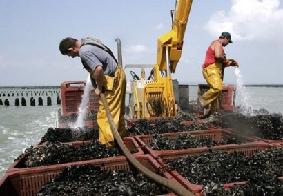 Chile: Sản lượng vẹm dự kiến giảm trong năm 2018