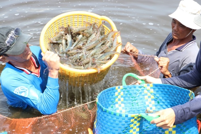 Thị trường đang cần gì ở tôm Việt?