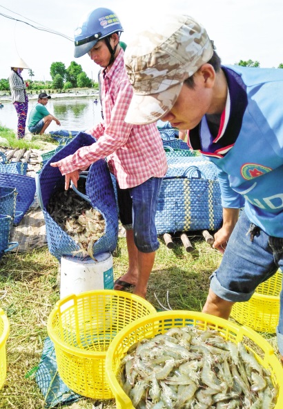 Giá tôm, cá tra giảm