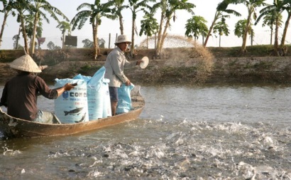 Vĩnh Long: Giá cá tra tăng, cá điêu hồng giảm