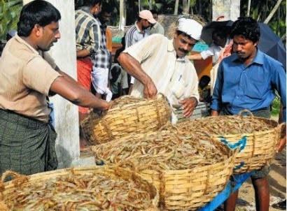 Xuất khẩu thủy sản Ấn Độ tăng chậm trong bối cảnh giá tôm thấp