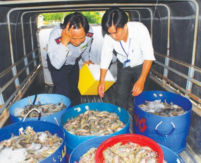 Bạc Liêu: Sở NN&PNT: Công khai tên tổ chức, cá nhân vận chuyển tôm tạp chất