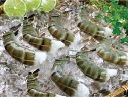 Hoa Kỳ hủy bỏ một phần của đợt Rà soát hành chính thuế CBPG đối với tôm nhập khẩu từ Việt Nam