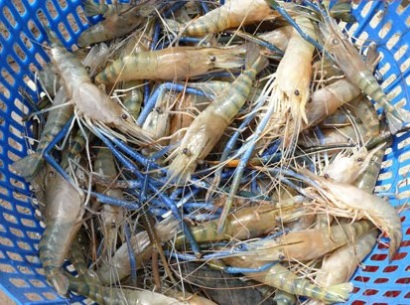 Nuôi tôm càng xanh toàn đực trên vùng chuyển đổi