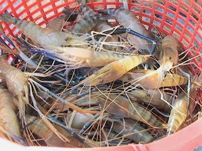 Hồng Dân (Bạc Liêu): Hơn 2.000ha chuyển đổi nuôi tôm càng xanh