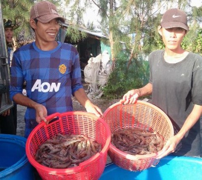Sóc Trăng: Nguồn cung ít, tôm chân trắng tăng giá...