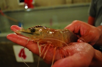 Việt Nam chính thức tự sản xuất nguồn tôm bố mẹ