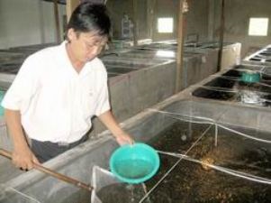 Bình Thuận: Sản xuất trên 17,7 tỷ con tôm giống