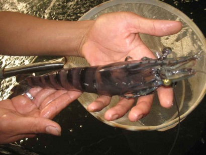 Huyện Ngọc Hiển (Cà Mau): Thị trường tôm bố mẹ sôi động