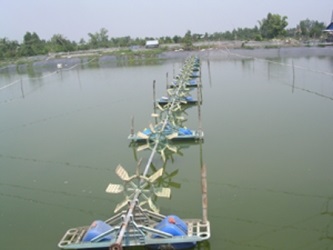 Cà Mau: Huyện Ngọc Hiển phấn đấu sản xuất đạt 6,5 tỉ con tôm giống