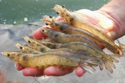 Úc thông báo lệnh tạm ngừng nhập khẩu tôm chưa nấu chín chuẩn bị hết hiệu lực kèm theo điều kiện nhập khẩu mới