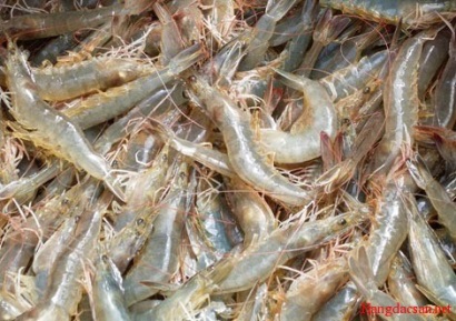 Bộ Nông nghiệp và PTNT ban hành Công văn tăng cường nuôi tôm nước lợ và sản xuất cá tra các tháng cuối năm 2018