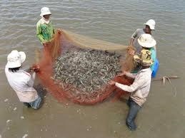 Nuôi tôm sú bán thâm canh