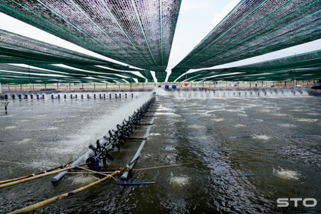 Thủy sản: Xốc lại thực lực và mạnh mẽ tiến lên!