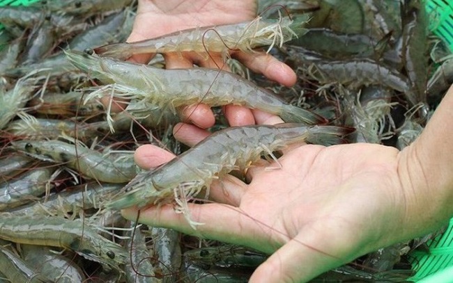 Trung Quốc cấm tôm Ecuador: Cơ hội hay thách thức cho tôm Việt Nam?