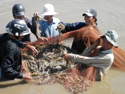 Giá tôm nguyên liệu tại Đồng bằng sông Cửu Long tăng cao