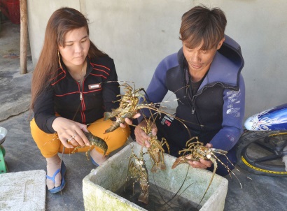 Phú Yên: Người nuôi tôm hùm ở Sông Cầu gặp khó