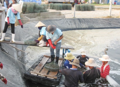 Phú Yên: Bàn giải pháp phát triển nghề nuôi tôm theo hướng bền vững