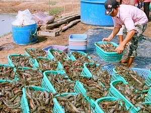 Bạc Liêu: Giá tôm nguyên liệu tăng mạnh
