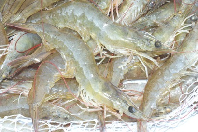 EU nới lỏng kiểm tra tôm nhập khẩu Bangladesh
