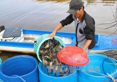 Thới Bình (Cà Mau): Hiệu quả bước đầu mô hình xen canh lúa - tôm càng xanh toàn đực