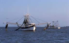 Mỹ: Sản lượng tôm Vịnh Mexico tăng trong tháng 7/2017 