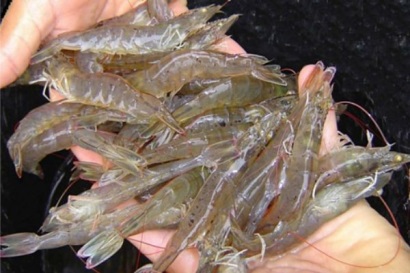 Trung Quốc: Tôm có khả năng bị ảnh hưởng nhiều nhất khi bị Mỹ áp thuế 10%